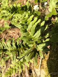 California Polypody thumbnail 4