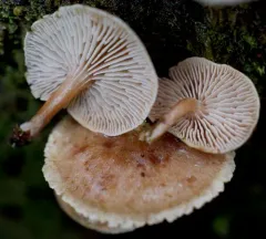 Neolentinus kauffmanii thumbnail 2