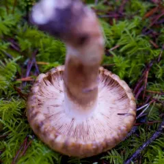Almond-scented Russula thumbnail 1