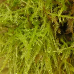 Cat's Tail Moss thumbnail 1