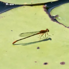 Lilypad Forktail thumbnail 3