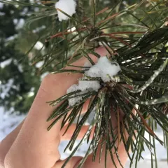 pine needle scale thumbnail 2