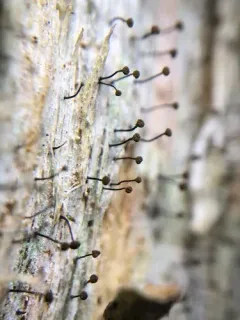 Brown-head Stubble Lichen thumbnail 3