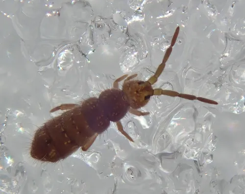 Isotoma subviridis