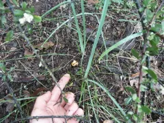 Paragalactinia infossa thumbnail 2