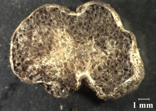 Hymenogaster boozeri