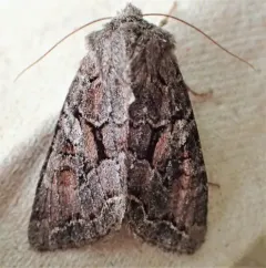 Orthosia segregata thumbnail 2