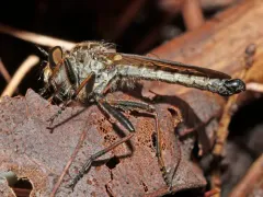 Neomochtherus latipennis thumbnail 2