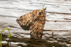 Hydriomena californiata thumbnail 4