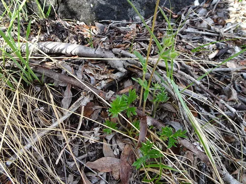 Hooker's Cinquefoil