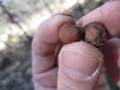 Balsamia magnata thumbnail 3