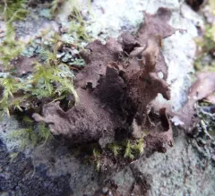 Peppered Moon Lichen thumbnail 4