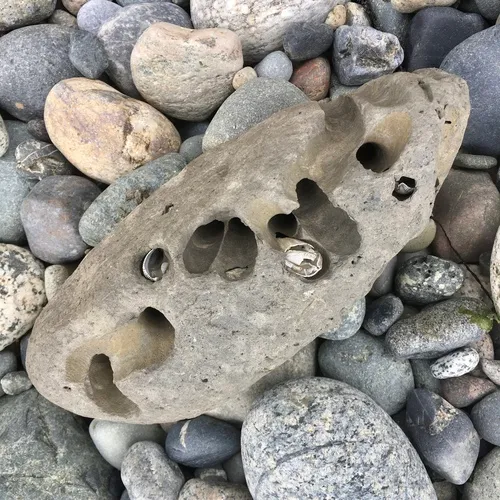 Rough Piddock