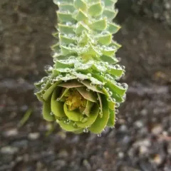 Donkey Tail thumbnail 2