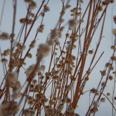 fringed sagebrush thumbnail 4