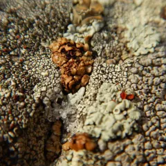 Anamylopsora pulcherrima thumbnail 1