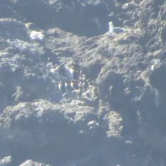 Common Murre thumbnail 3