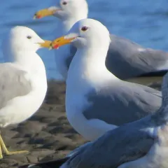 California Gull thumbnail 2