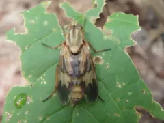 Arthropeas americana thumbnail 2