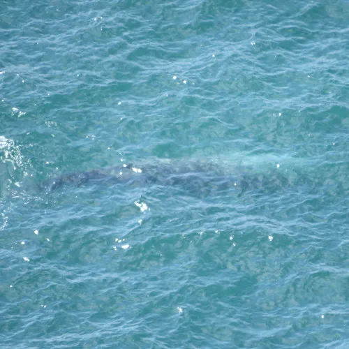 Grey Whale