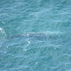 Grey Whale thumbnail 1