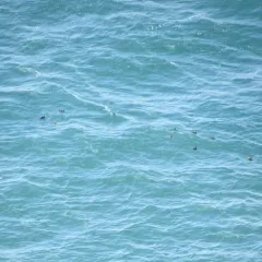 Surf Scoter thumbnail 4