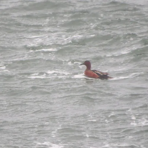 Cinnamon Teal