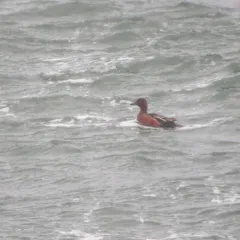Cinnamon Teal thumbnail 1