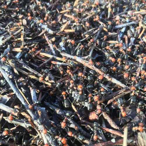 Western Thatching Ant