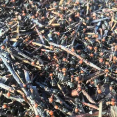 Western Thatching Ant thumbnail 1