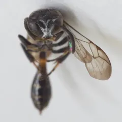 Trypoxylon collinum thumbnail 1