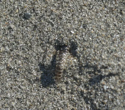 Pictured Rove Beetle