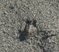 Pictured Rove Beetle thumbnail 1