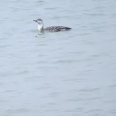 Red-throated Loon thumbnail 2