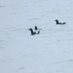 Pigeon Guillemot thumbnail 2