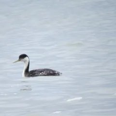 Western Grebe thumbnail 4