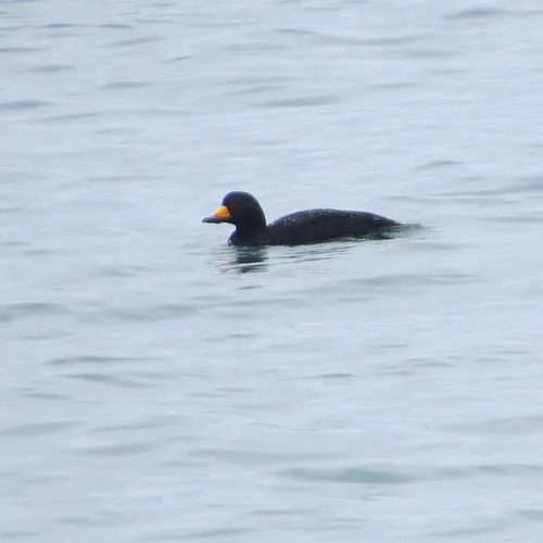 Black Scoter