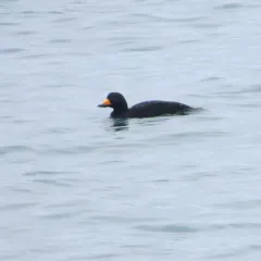 Black Scoter thumbnail 1