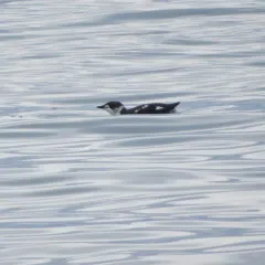 Marbled Murrelet thumbnail 2