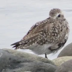 Black-bellied Plover thumbnail 3