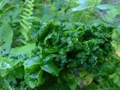 Aphis rubifolii thumbnail 2