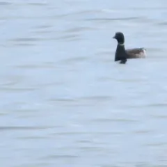 Brant thumbnail 3