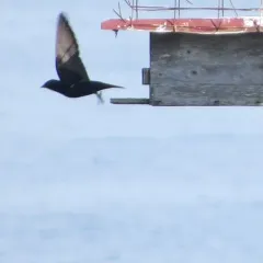 Purple Martin thumbnail 4