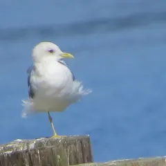 Short-billed Gull thumbnail 3