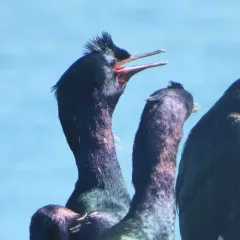 Pelagic Cormorant thumbnail 1