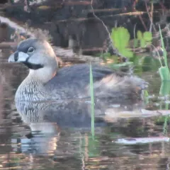 Pied-billed Grebe thumbnail 4