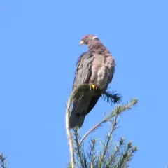 Band-tailed Pigeon thumbnail 4