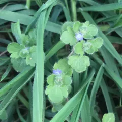 Ivy-leaved Speedwell thumbnail 2