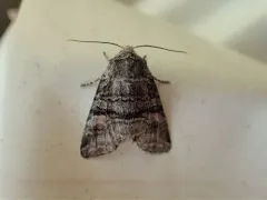 Brachylomia cascadia thumbnail 3