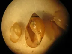 Tadpole Physa thumbnail 2